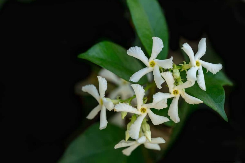 Star-Shaped Flowers: 11 Stunning Plants for Your Garden