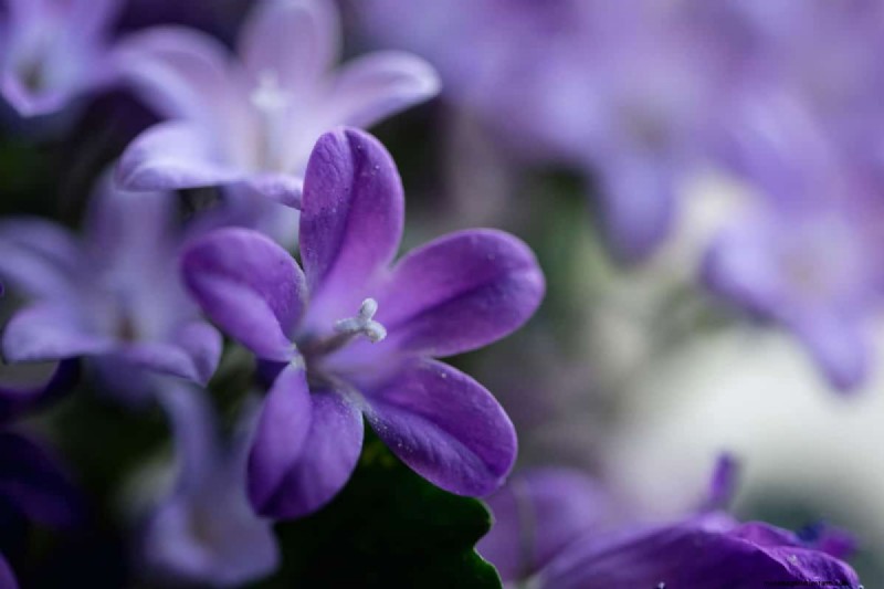 Star-Shaped Flowers: 11 Stunning Plants for Your Garden