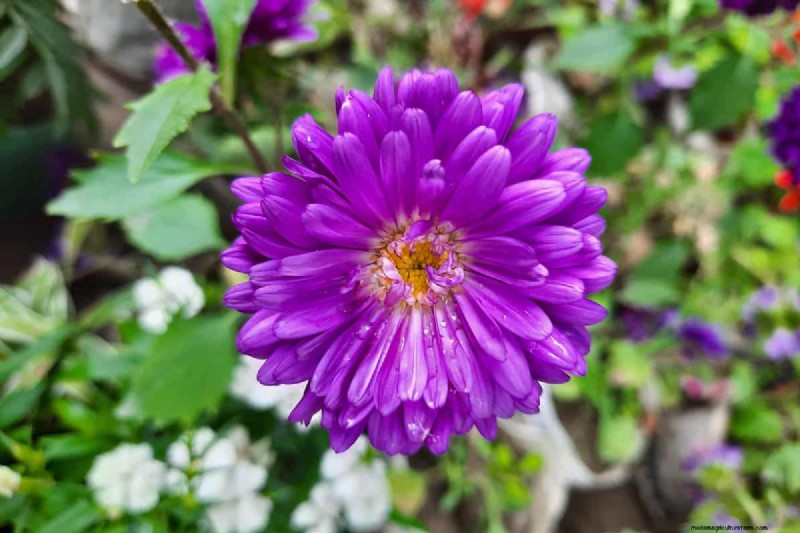 Star-Shaped Flowers: 11 Stunning Plants for Your Garden