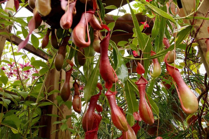 Carnivorous Plants: A Comprehensive Guide to Growing & Care