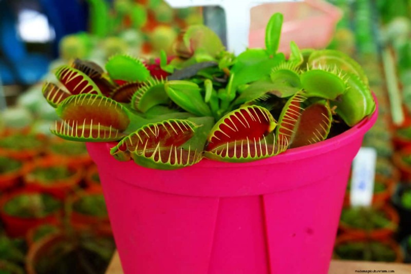 Carnivorous Plants: A Comprehensive Guide to Growing & Care