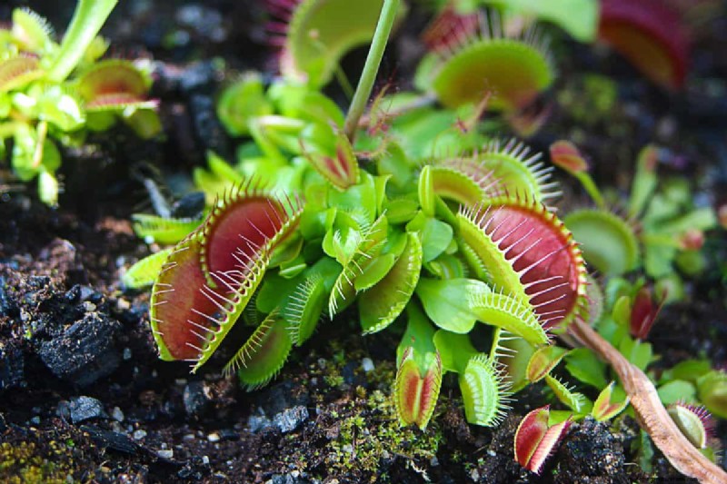 Carnivorous Plants: A Comprehensive Guide to Growing & Care
