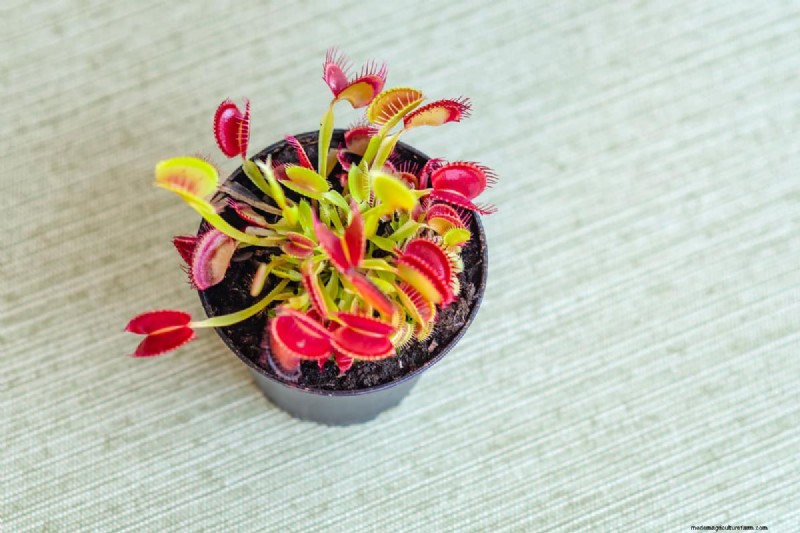 Carnivorous Plants: A Comprehensive Guide to Growing & Care