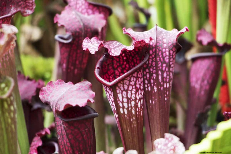 Carnivorous Plants: A Comprehensive Guide to Growing & Care