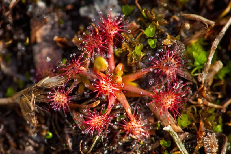 Carnivorous Plants: A Comprehensive Guide to Growing & Care