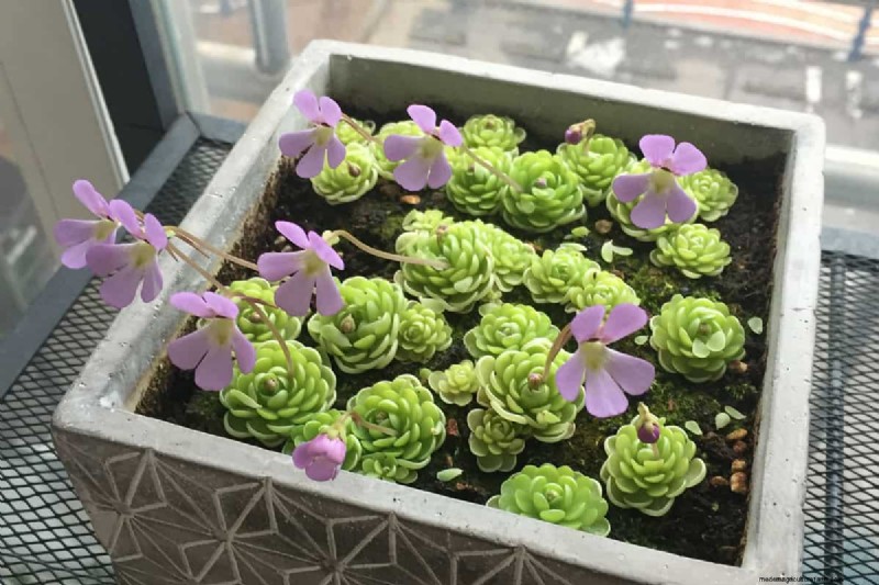 Carnivorous Plants: A Comprehensive Guide to Growing & Care