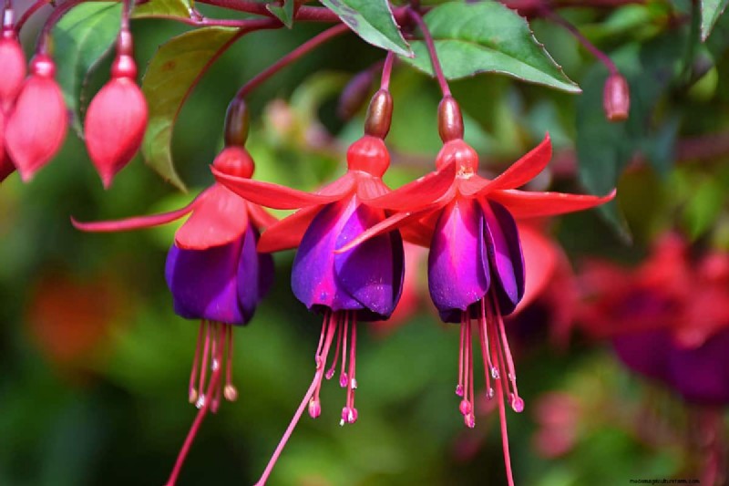 Bell-Shaped Flowers: A Guide to Colorful Garden Delights