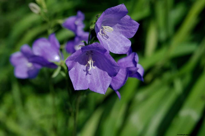 Bell-Shaped Flowers: A Guide to Colorful Garden Delights
