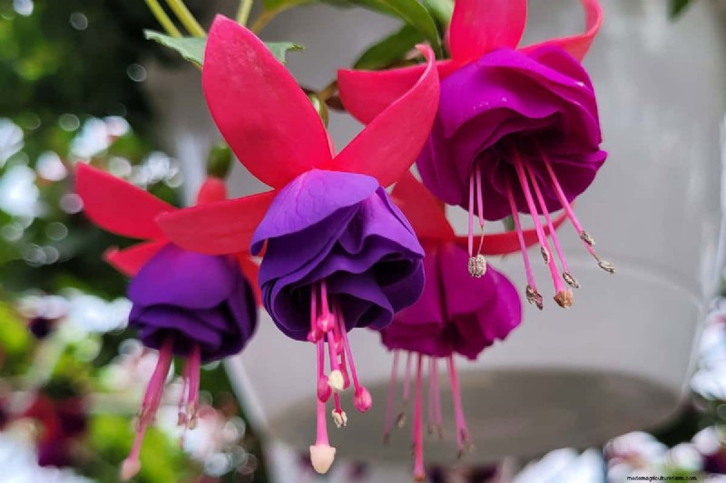 Bell-Shaped Flowers: A Guide to Colorful Garden Delights