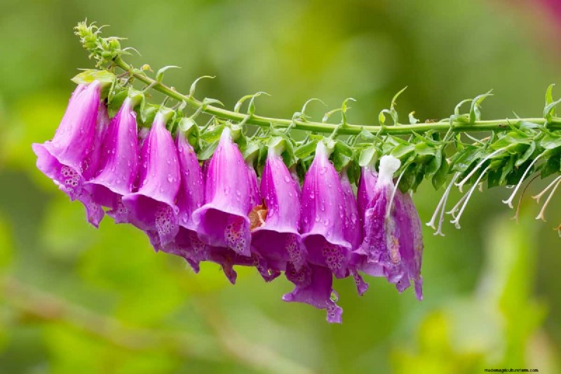 Bell-Shaped Flowers: A Guide to Colorful Garden Delights