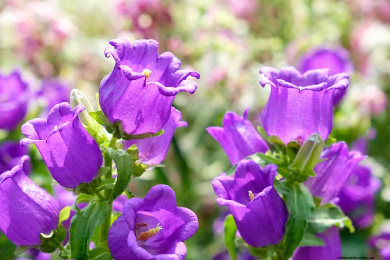 Bell-Shaped Flowers: A Guide to Colorful Garden Delights