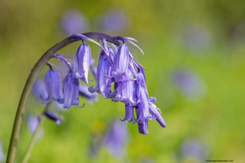 Bell-Shaped Flowers: A Guide to Colorful Garden Delights