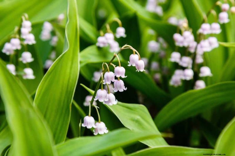 Bell-Shaped Flowers: A Guide to Colorful Garden Delights