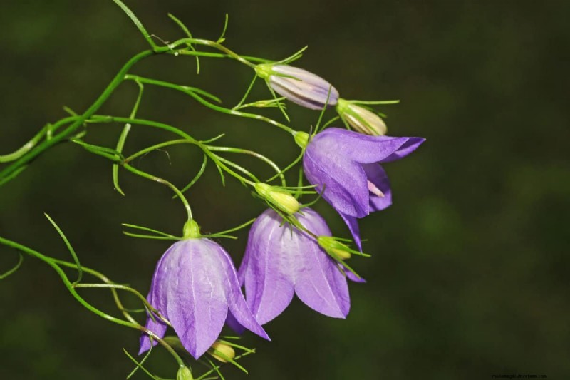 Bell-Shaped Flowers: A Guide to Colorful Garden Delights