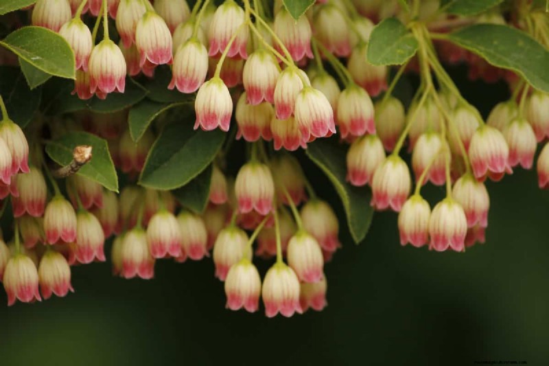 Bell-Shaped Flowers: A Guide to Colorful Garden Delights