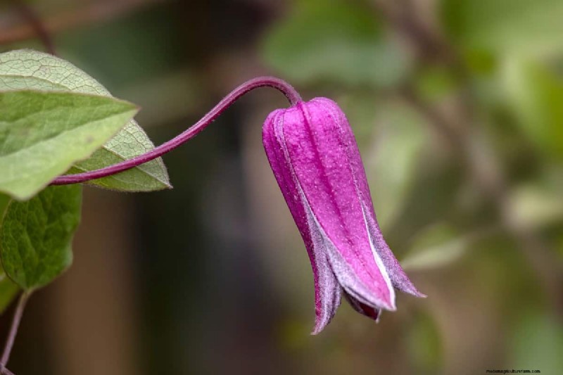 Bell-Shaped Flowers: A Guide to Colorful Garden Delights
