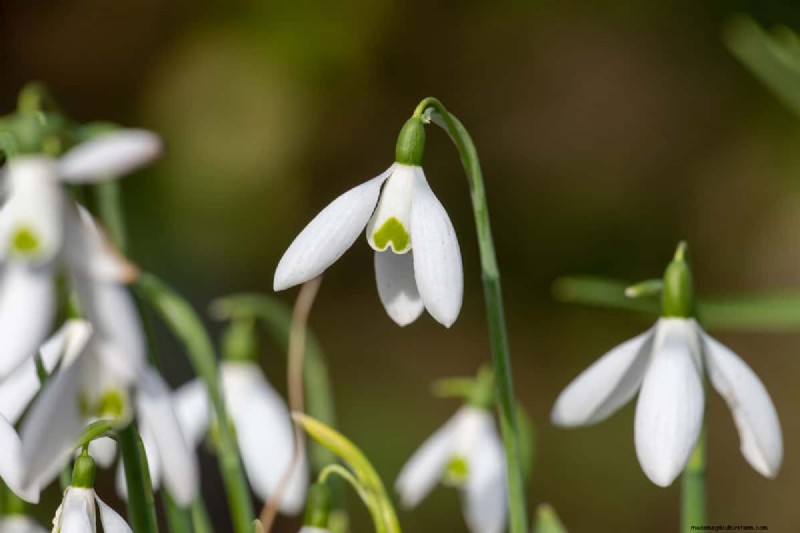 Bell-Shaped Flowers: A Guide to Colorful Garden Delights