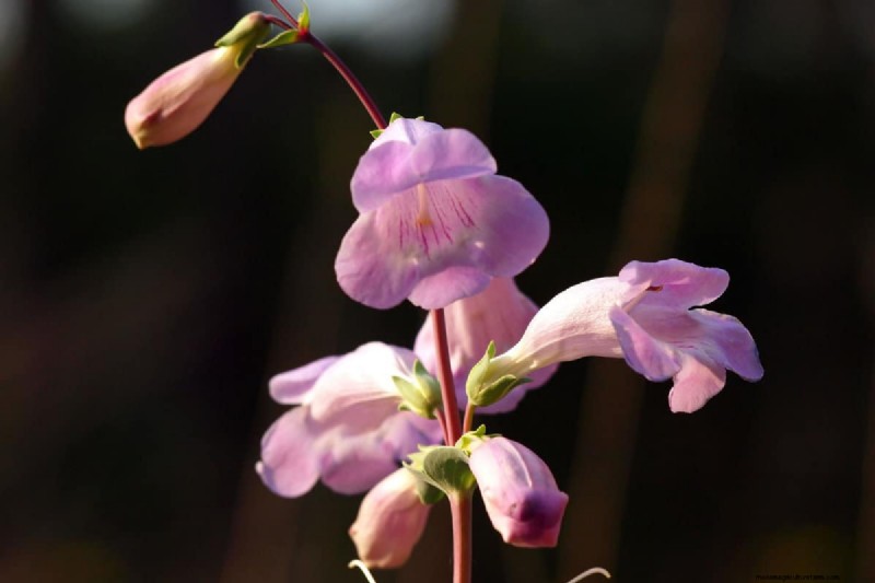 Bell-Shaped Flowers: A Guide to Colorful Garden Delights