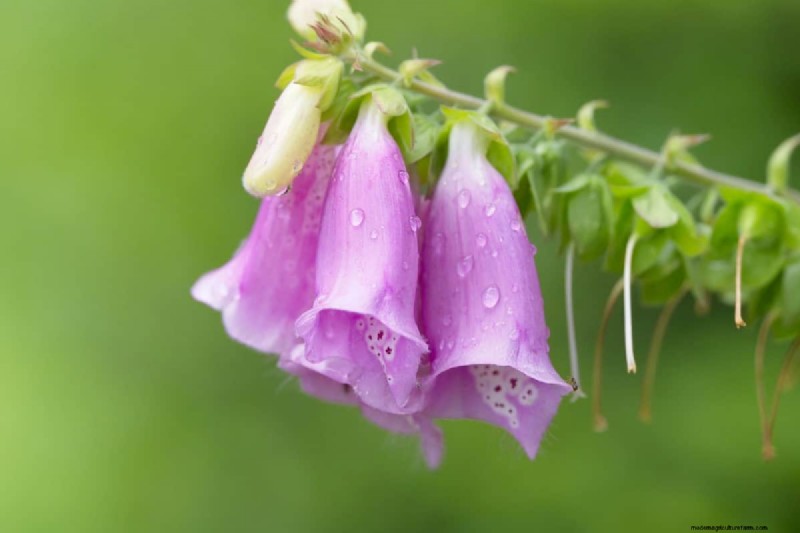 Bell-Shaped Flowers: A Guide to Colorful Garden Delights