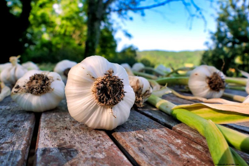 Grow Garlic: 17 Expert Tips for a Bountiful Harvest