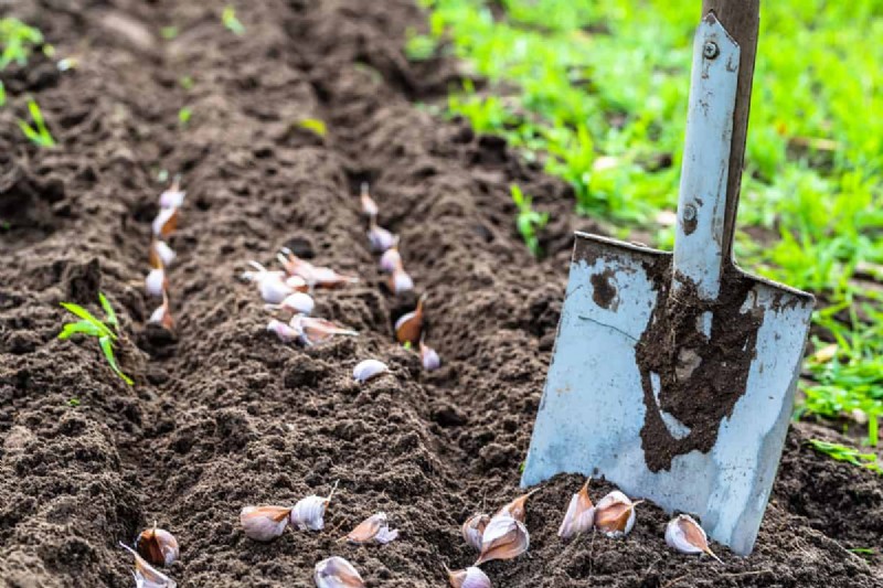 Grow Garlic: 17 Expert Tips for a Bountiful Harvest