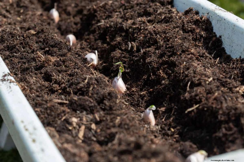 Grow Garlic: 17 Expert Tips for a Bountiful Harvest