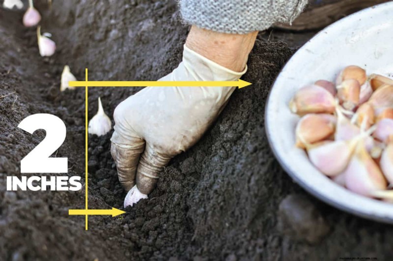 Grow Garlic: 17 Expert Tips for a Bountiful Harvest