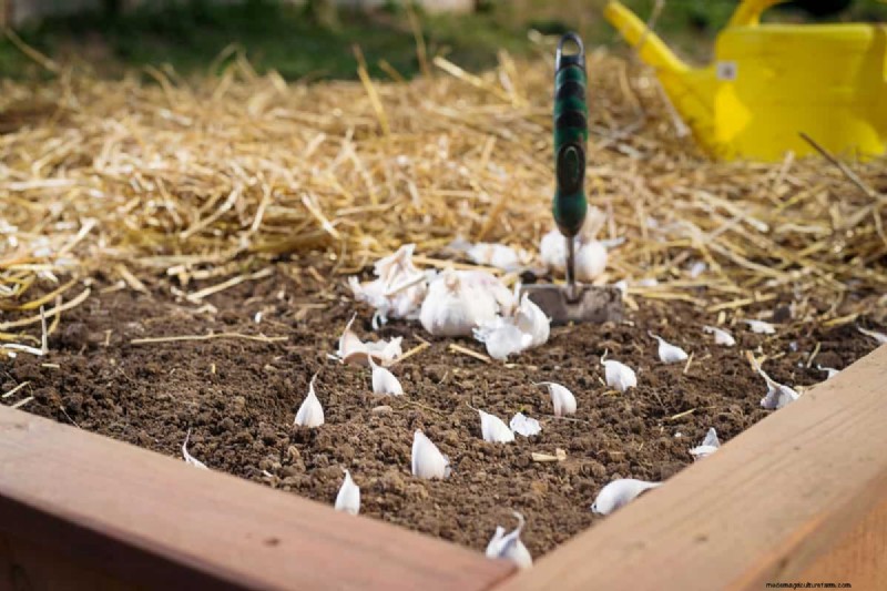 Grow Garlic: 17 Expert Tips for a Bountiful Harvest