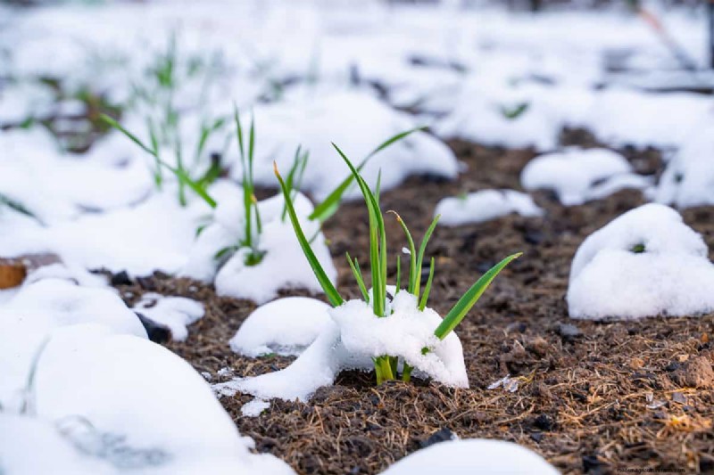 Grow Garlic: 17 Expert Tips for a Bountiful Harvest