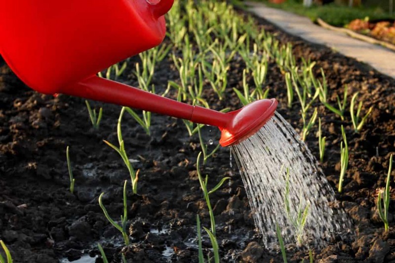 Grow Garlic: 17 Expert Tips for a Bountiful Harvest