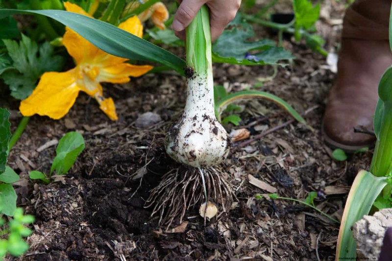Grow Garlic: 17 Expert Tips for a Bountiful Harvest