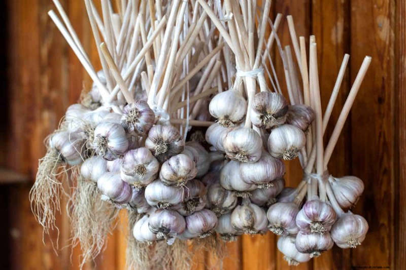 Grow Garlic: 17 Expert Tips for a Bountiful Harvest