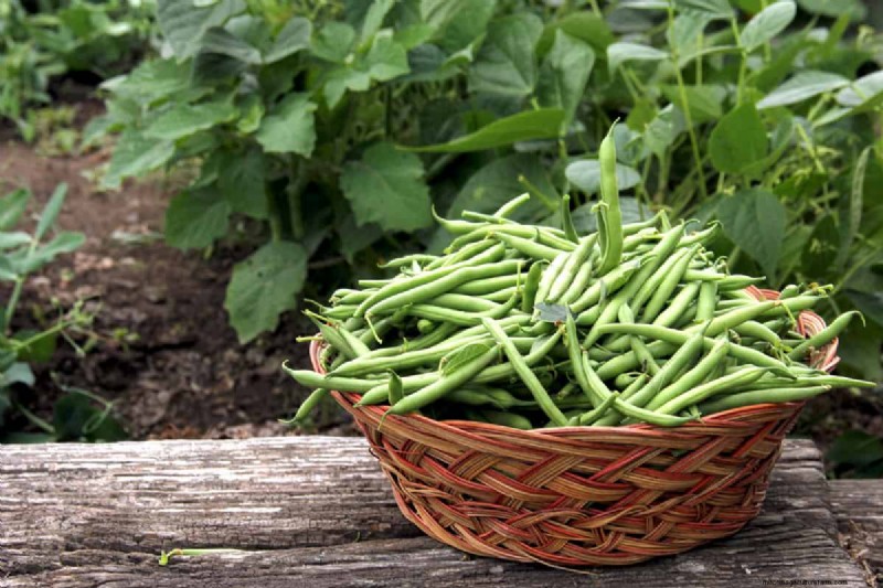 Legumes: A Gardener s Guide to 21 Varieties & Soil Health