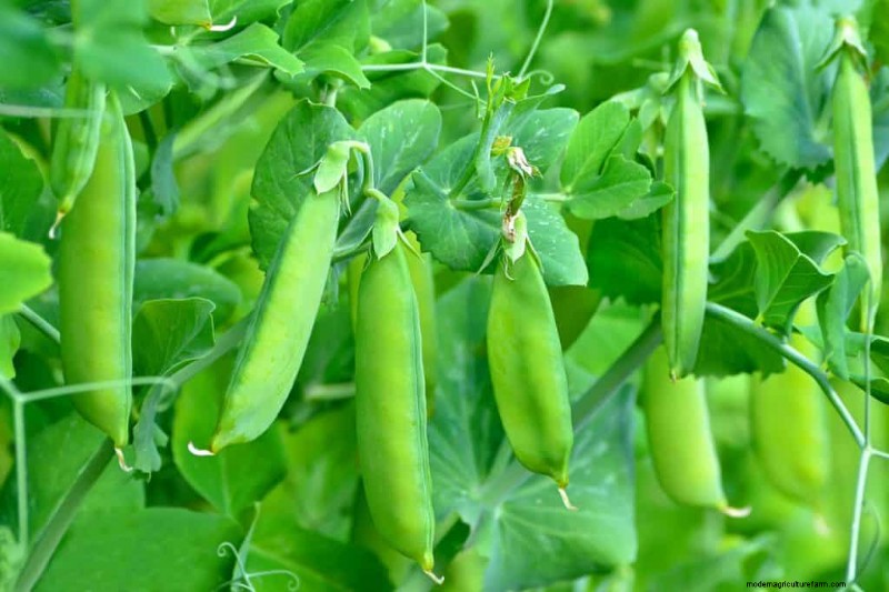 Legumes: A Gardener s Guide to 21 Varieties & Soil Health