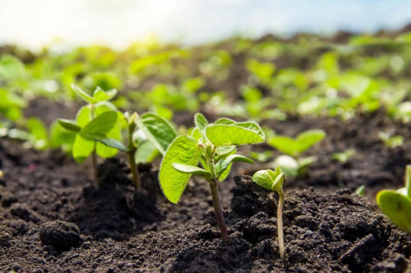 Legumes: A Gardener s Guide to 21 Varieties & Soil Health