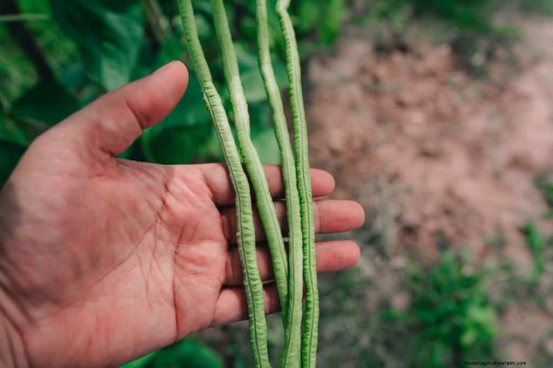 Legumes: A Gardener s Guide to 21 Varieties & Soil Health