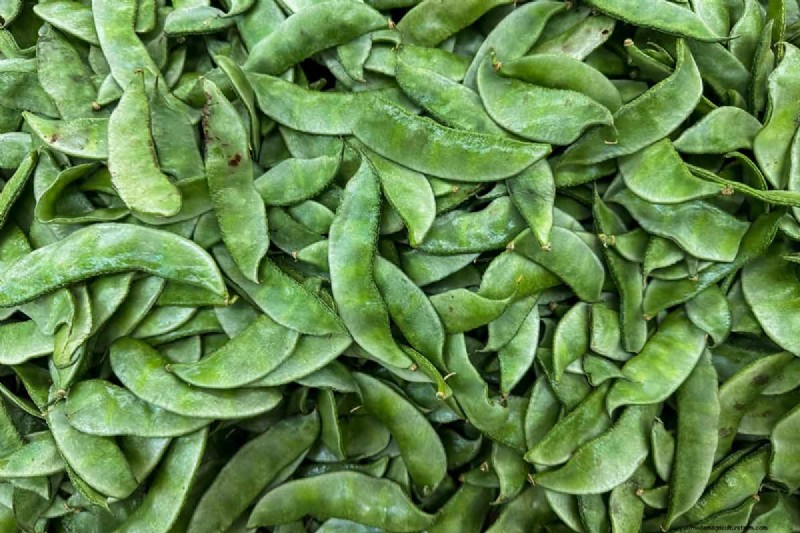 Legumes: A Gardener s Guide to 21 Varieties & Soil Health