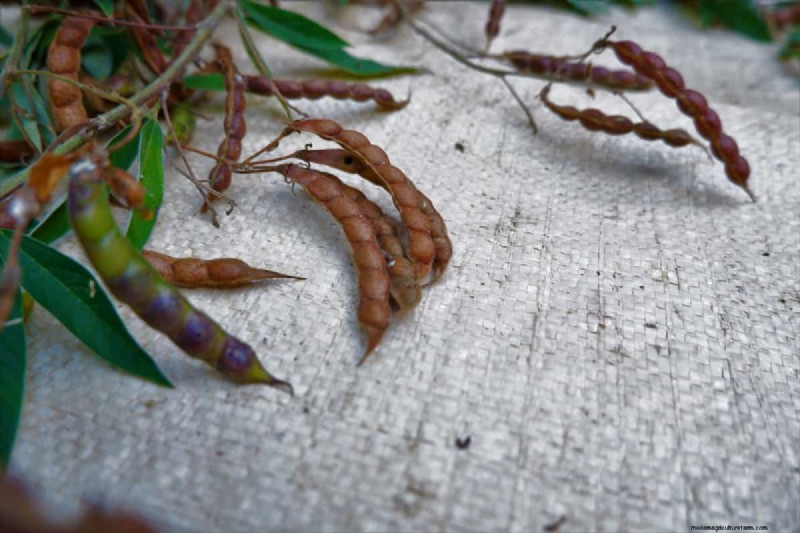 Legumes: A Gardener s Guide to 21 Varieties & Soil Health