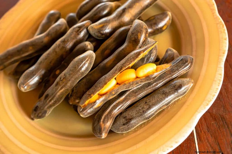 Legumes: A Gardener s Guide to 21 Varieties & Soil Health