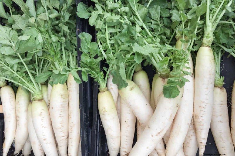 Fastest-Growing Vegetables: Top 11 for Quick Harvests