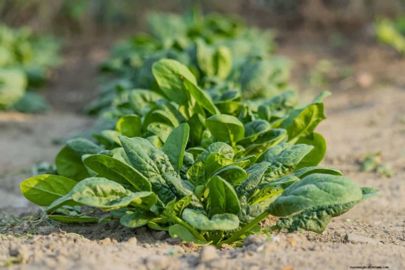 Fastest-Growing Vegetables: Top 11 for Quick Harvests