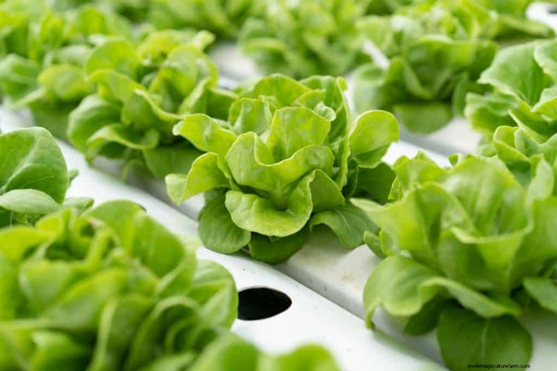 Fastest-Growing Vegetables: Top 11 for Quick Harvests