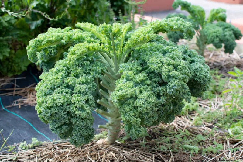 Fastest-Growing Vegetables: Top 11 for Quick Harvests
