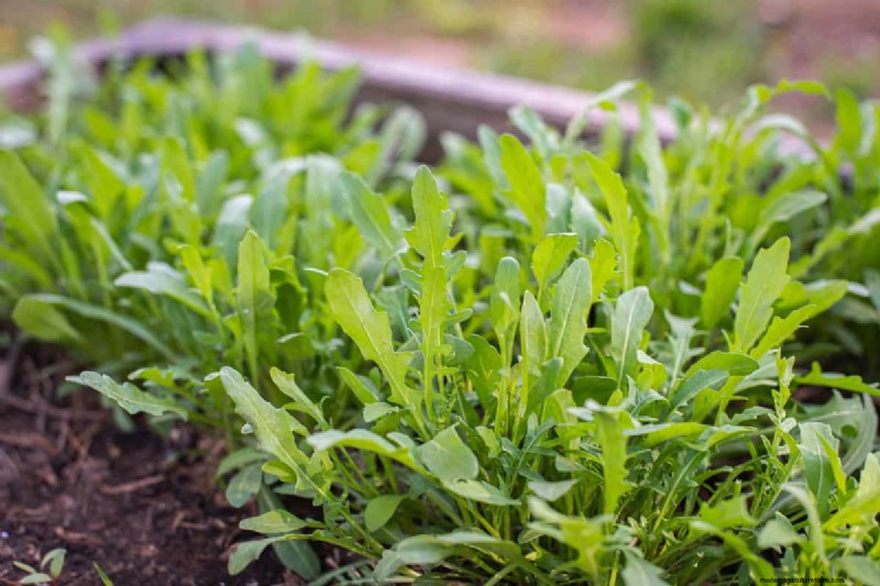 Fastest-Growing Vegetables: Top 11 for Quick Harvests