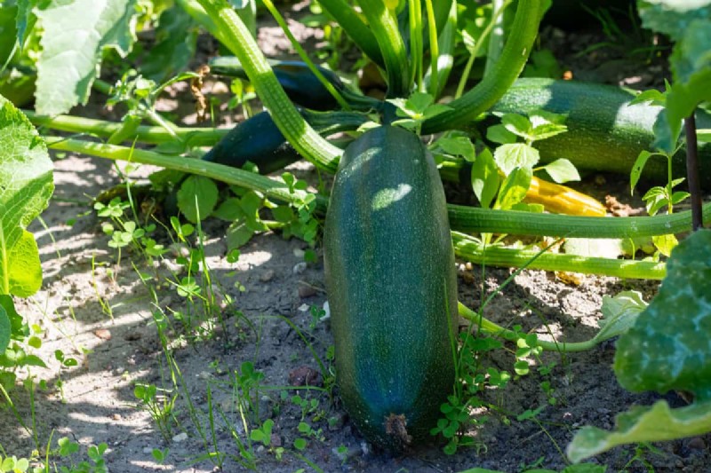 Fastest-Growing Vegetables: Top 11 for Quick Harvests