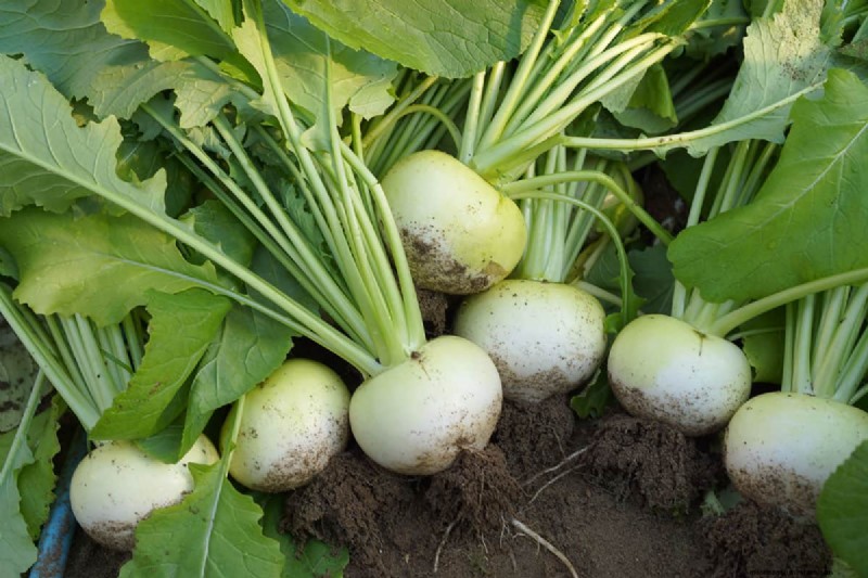 Fastest-Growing Vegetables: Top 11 for Quick Harvests
