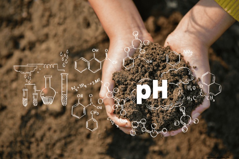 Soil pH: The Ultimate Guide to Optimal Garden Health