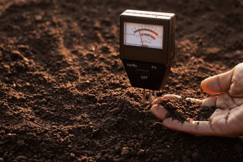Soil pH: The Ultimate Guide to Optimal Garden Health