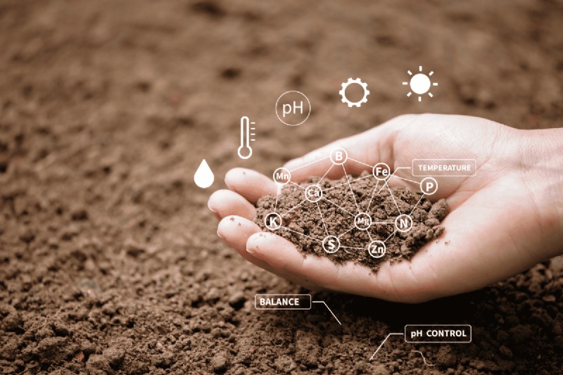 Soil pH: The Ultimate Guide to Optimal Garden Health