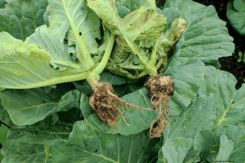 Soil pH: The Ultimate Guide to Optimal Garden Health